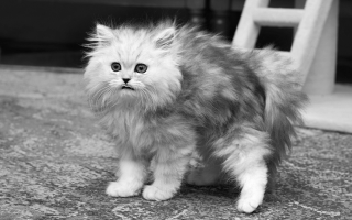 Illustration for article titled The Collected Works Of Matthew Thomas, America’s Foremost Photographer Of Cats Who Just Can’t Even